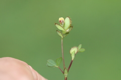 Geissaspis cristata